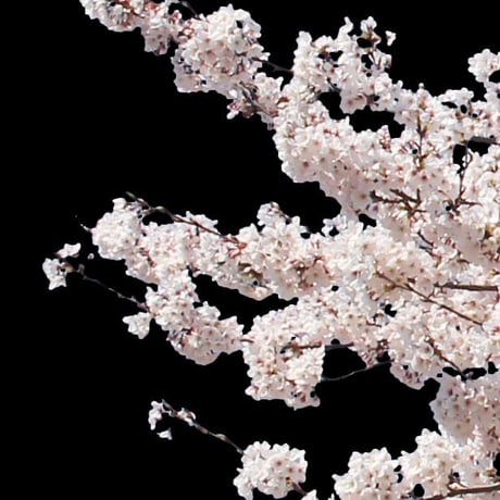 桜　切り抜き素材セット  - Cherry Blossoms   sa_013