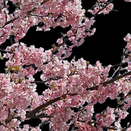 桜　切り抜き素材セット  - Cherry Blossoms   sa_021