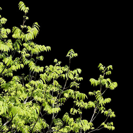 鳥瞰樹木    Bird-eye_15-シナサワグルミ-Chinese wingnut