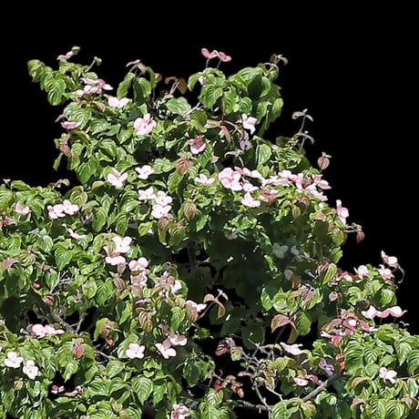 鳥瞰3本樹木    Bird-eye_05  - ハナミズキ-Cornus florida