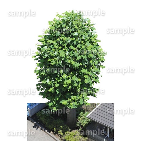 鳥瞰樹木    Bird-eye_36-ユリノキ-Liriodendron