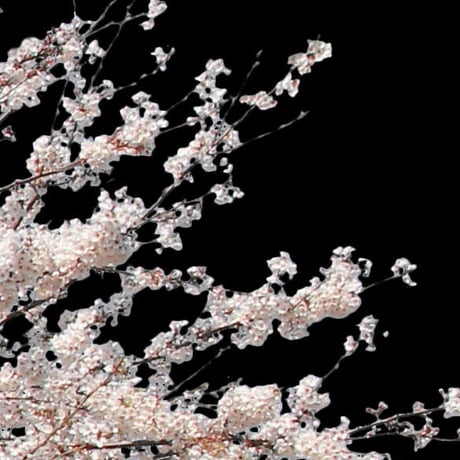 桜　切り抜き素材セット  - Cherry Blossoms   sa_007