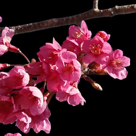 桜　切り抜き素材6個セット  - Cherry Blossoms   sa_022