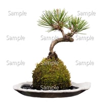 苔玉盆栽切り抜きデータ kokedama04