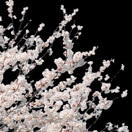 桜　切り抜き素材セット  - Cherry Blossoms   sa_006