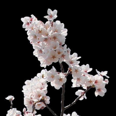 桜　切り抜き素材セット  - Cherry Blossoms   sa_014