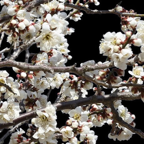梅　切り抜きセット素材  - Plum trees  2u_05