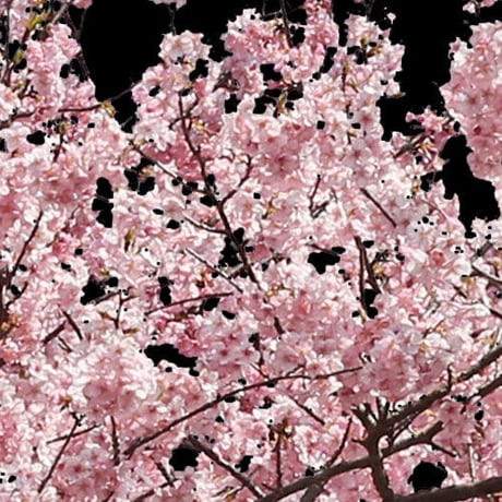 桜　切り抜き素材セット  - Cherry Blossoms   sa_019