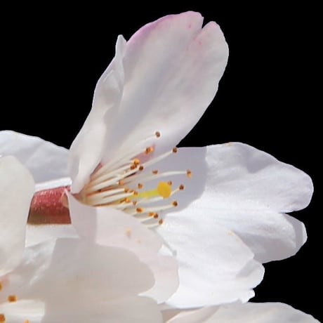 桜　切り抜き素材セット  - Cherry Blossoms   sa_005