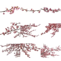 桜　切り抜き素材セット  - Cherry Blossoms   sa_016