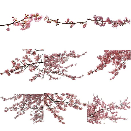 桜　切り抜き素材セット  - Cherry Blossoms   sa_016