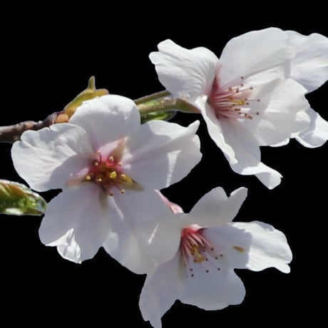 桜　切り抜き素材セット  - Cherry Blossoms   sa_006