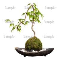 苔玉盆栽切り抜きデータ kokedama01