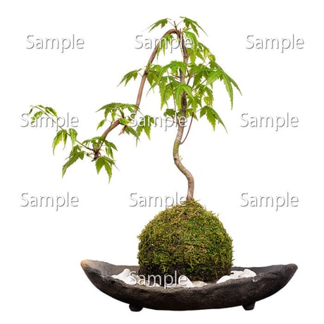 苔玉盆栽切り抜きデータ kokedama01
