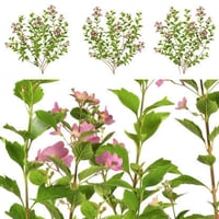 観葉植物素材　3個セット　8kp0020