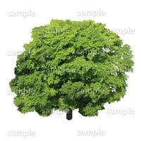 鳥瞰樹木    Bird-eye_43-ケヤキ-Zelkova