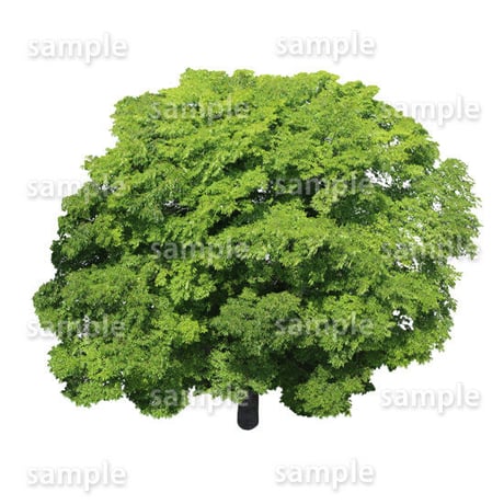 鳥瞰樹木    Bird-eye_43-ケヤキ-Zelkova