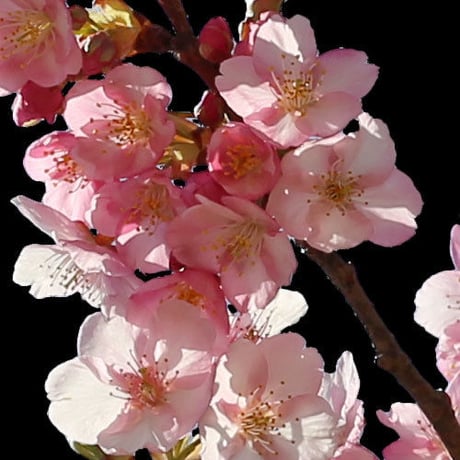 桜　切り抜き素材セット  - Cherry Blossoms   sa_016