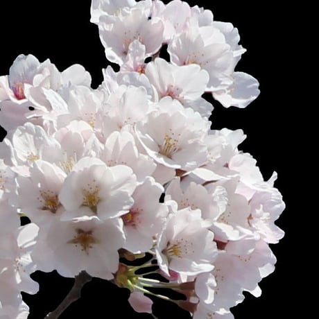 桜　切り抜き素材セット  - Cherry Blossoms   sa_002