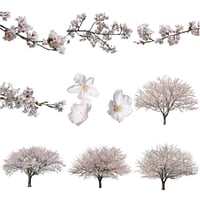 桜　切り抜き素材セット  - Cherry Blossoms   sa_006