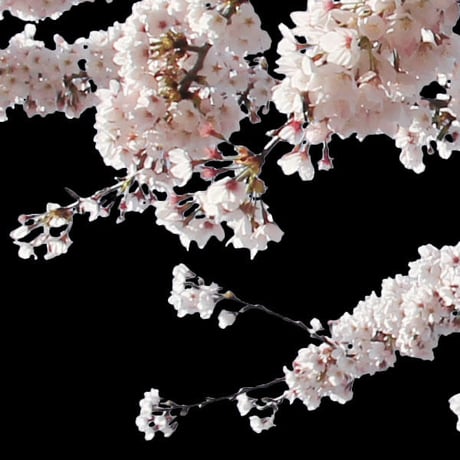 桜　切り抜き素材セット  - Cherry Blossoms   sa_013