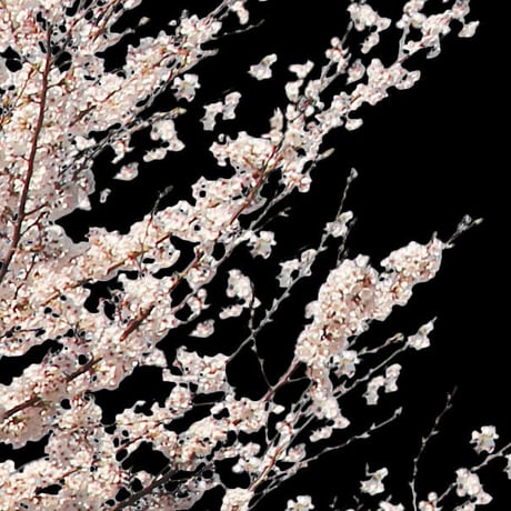 桜　切り抜き素材セット  - Cherry Blossoms   sa_010