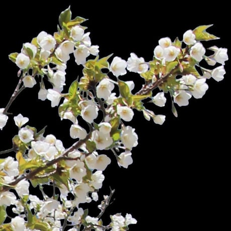 桜　切り抜き素材セット  - Cherry Blossoms   sa_003