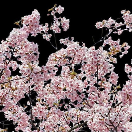 桜　切り抜き素材セット  - Cherry Blossoms   sa_021