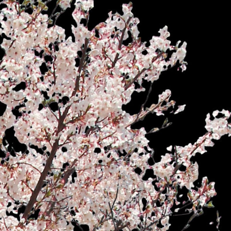 桜 切り抜き素材セット - Cherry Blossoms sa_011 | 樹木素材.com