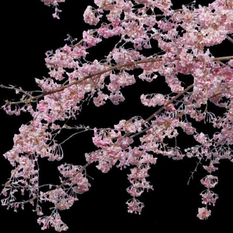 桜　切り抜き素材セット  - Cherry Blossoms   sa_001