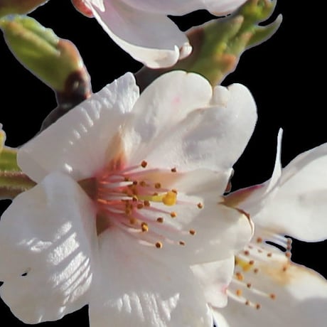 桜　切り抜き素材セット  - Cherry Blossoms   sa_005
