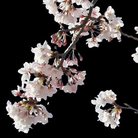 桜　切り抜き素材セット  - Cherry Blossoms   sa_012