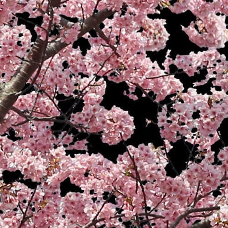 桜　切り抜き素材セット  - Cherry Blossoms   sa_021