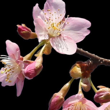 桜　切り抜き素材セット  - Cherry Blossoms   sa_016