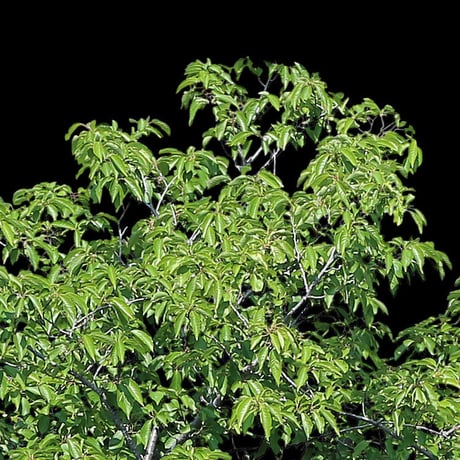 鳥瞰樹木    Bird-eye_40-サクラ-JapaneseCherry