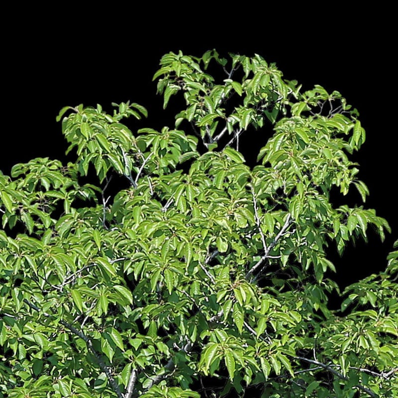 鳥瞰樹木 Bird-eye_40-サクラ-JapaneseCherry | 樹木素材.com