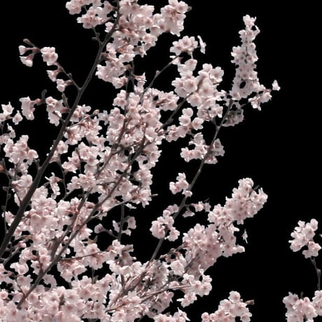 桜　切り抜き素材セット  - Cherry Blossoms   sa_003