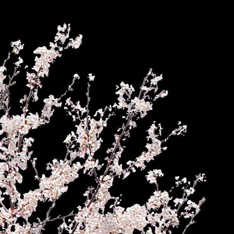 桜　切り抜き素材セット  - Cherry Blossoms   sa_009