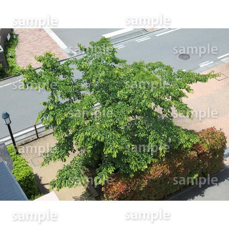 鳥瞰樹木    Bird-eye_20-サクラ-JapaneseCherry