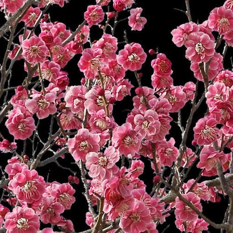 梅　切り抜きセット素材  - Plum trees  2u_03