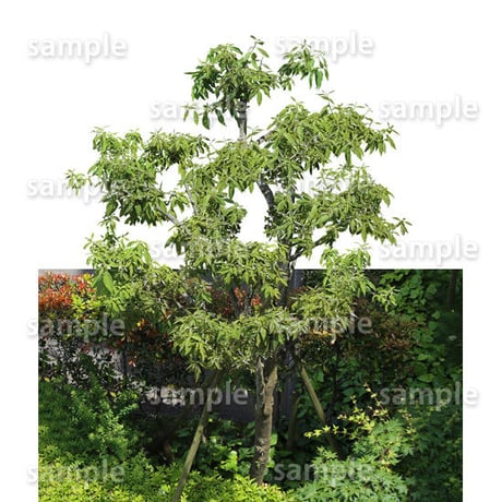 鳥瞰樹木    Bird-eye_17-シラカシ-Bamboo-LeafedOak