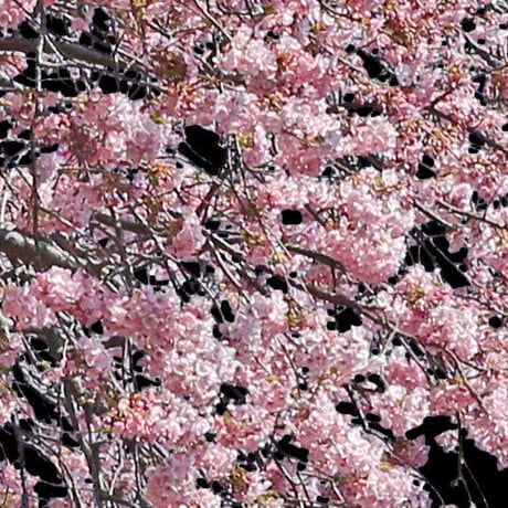 桜　切り抜き素材セット  - Cherry Blossoms   sa_018