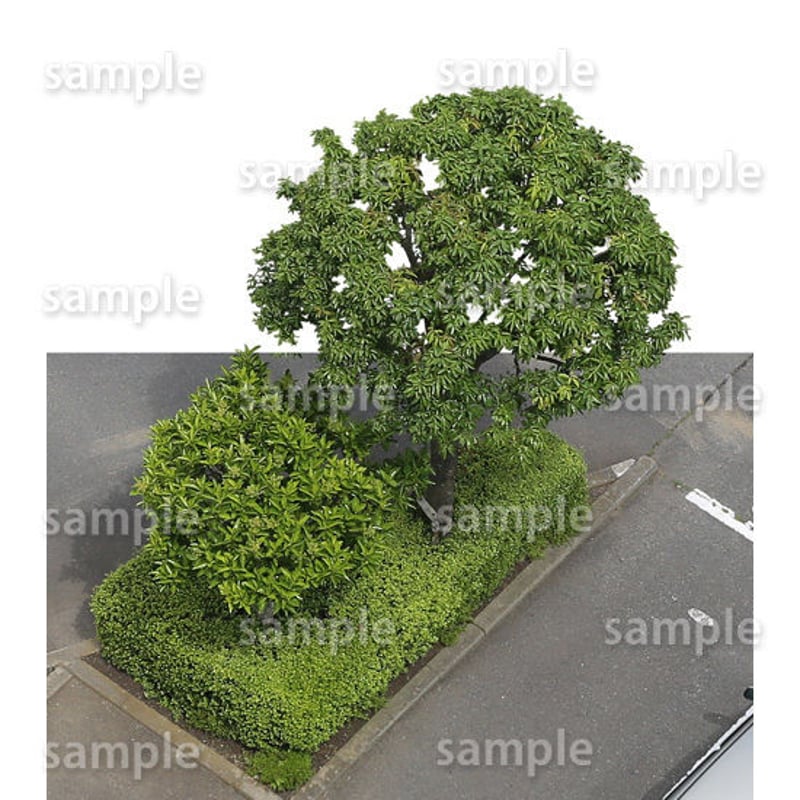 鳥瞰樹木 Bird-eye_54-シラカシ-Bamboo-LeafedOak | 樹木素材.com