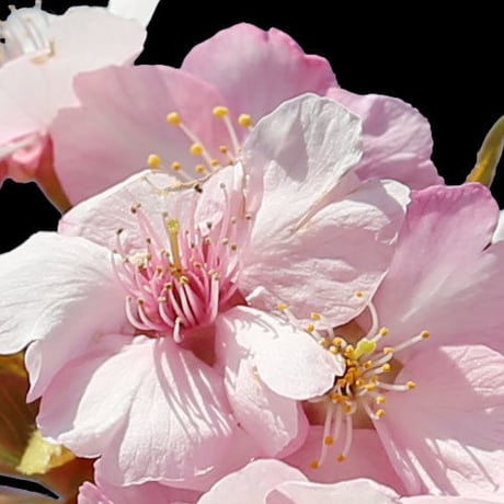桜　切り抜き素材セット  - Cherry Blossoms   sa_015