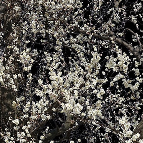 梅　切り抜きセット素材  - Plum trees  2u_05