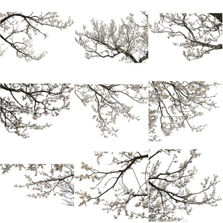 梅　切り抜きセット素材  - Plum trees  2u_04