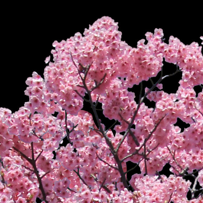 ⭐️All Cherry Blossoms⭐️新品5枚set⭐️婦人画報別注桜 桜 切り抜き素材セット - Cherry Blossoms sa_001 | 樹木素材.com