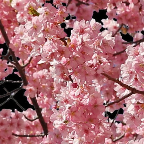 桜　切り抜き素材セット  - Cherry Blossoms   sa_017