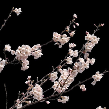 桜　切り抜き素材セット  - Cherry Blossoms   sa_002