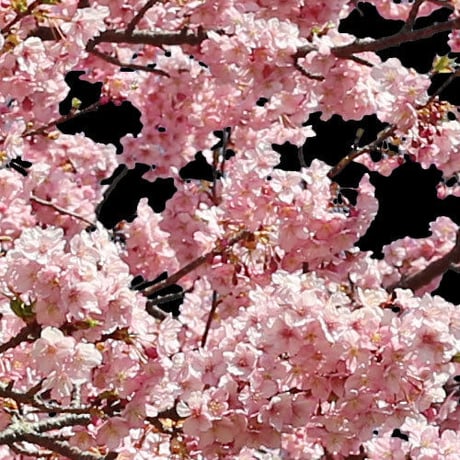 桜　切り抜き素材セット  - Cherry Blossoms   sa_017